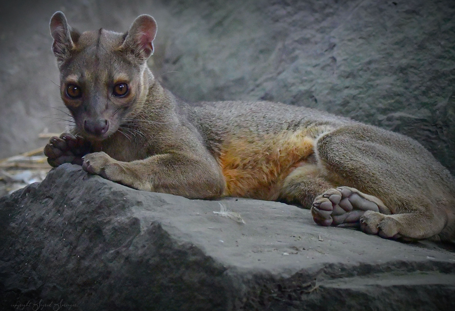 Fossa