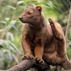 Fossa