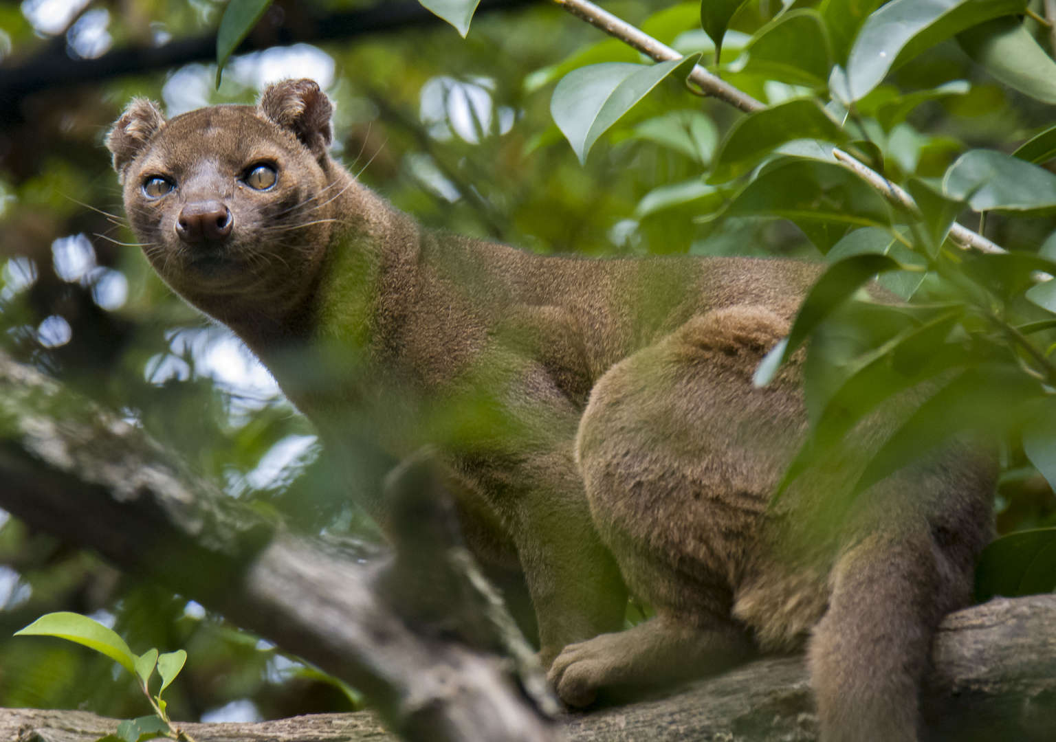 Fossa 