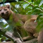 Fossa 