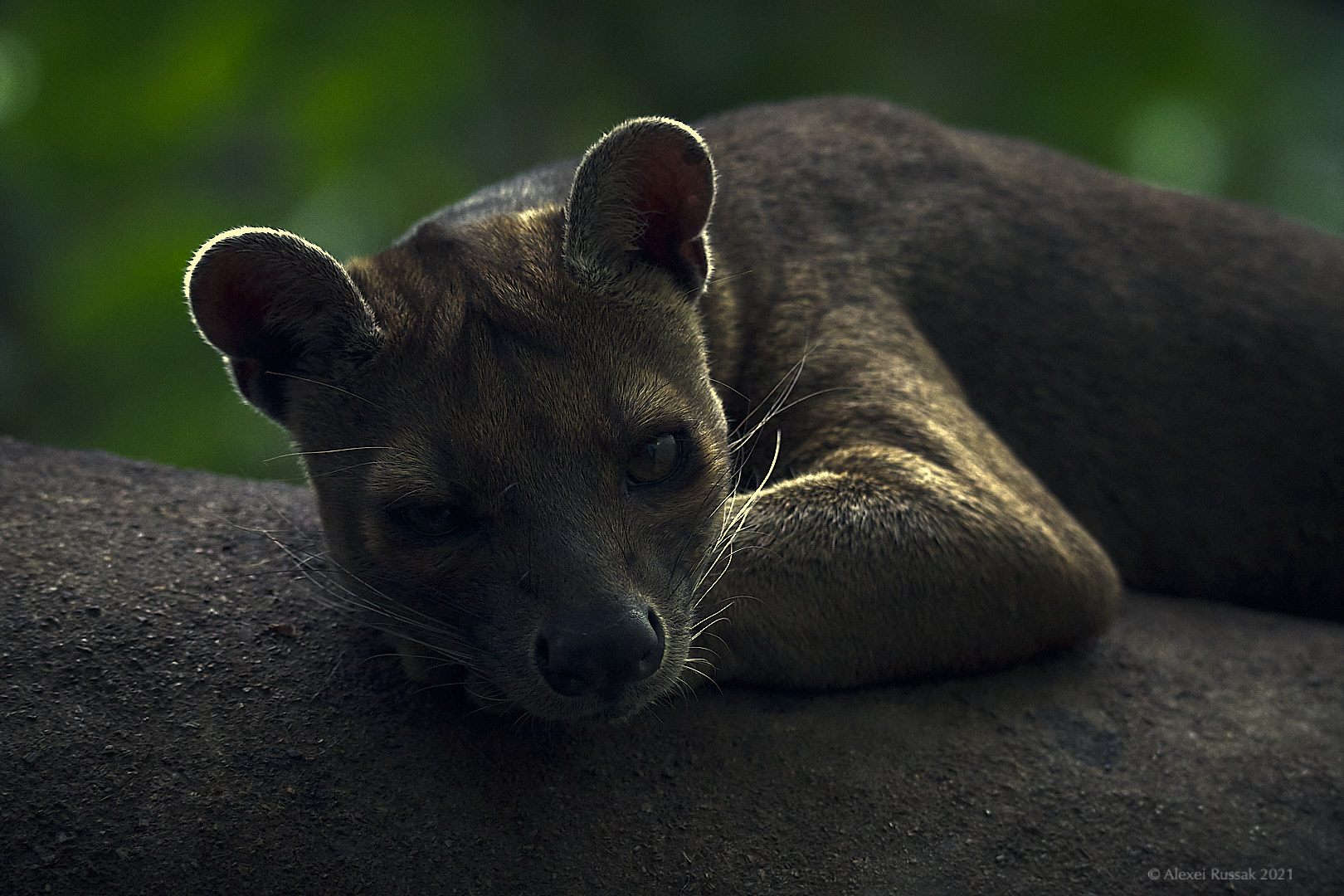 Fossa Foto & Bild tiere, zoo, wildpark & falknerei, säugetiere Bilder