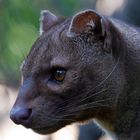 Fossa