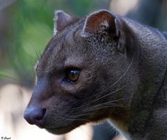 Fossa