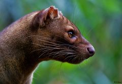 Fossa