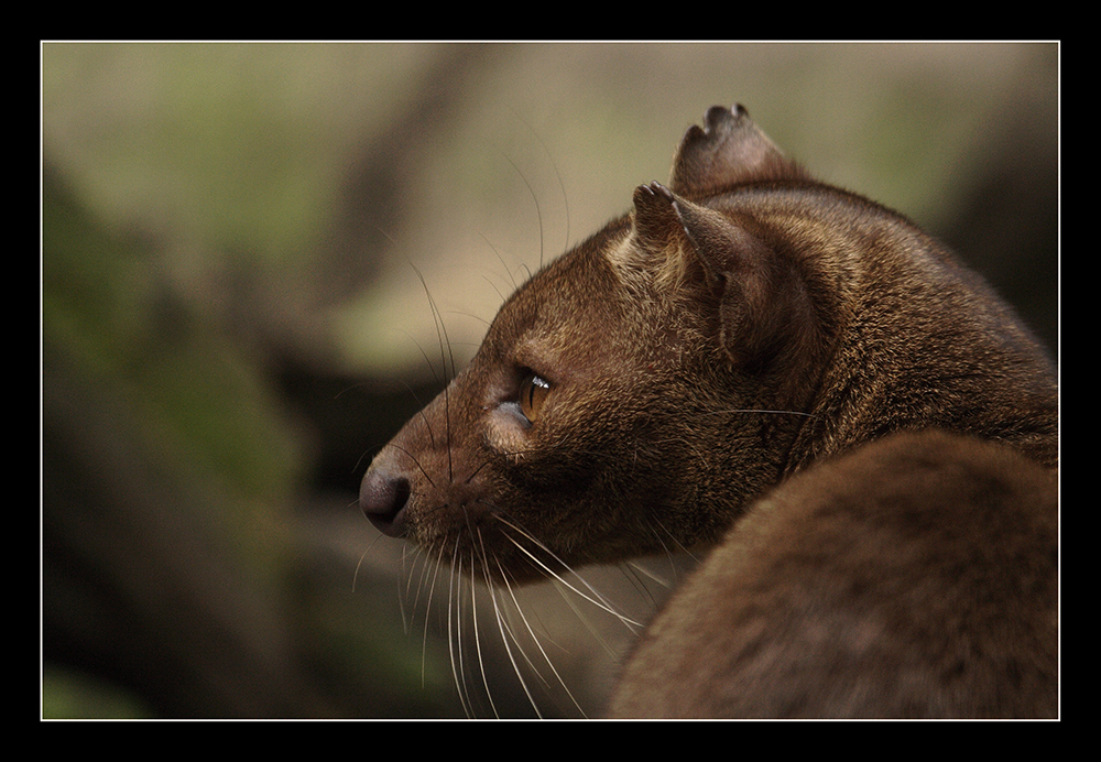 Fossa