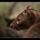 Fossa