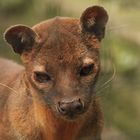  Fossa 