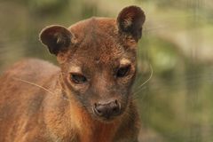  Fossa 