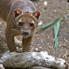 Fossa