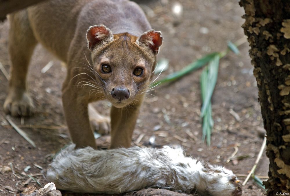 Fossa