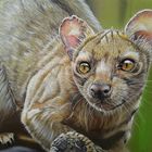 Fossa