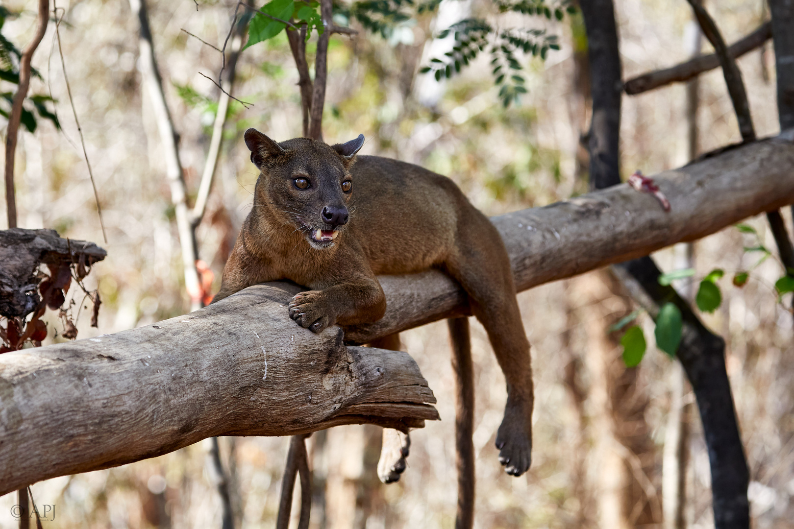 Fossa am Baum