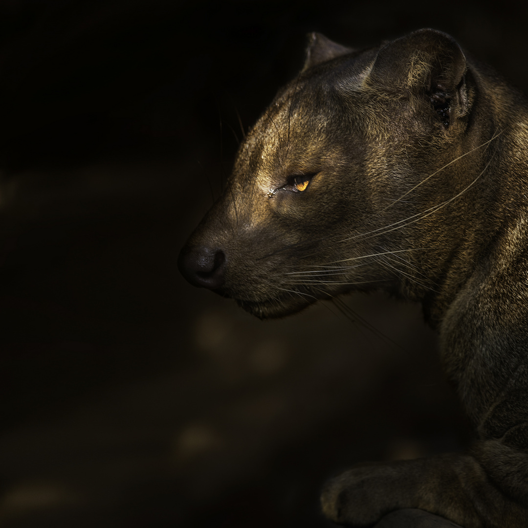 Fossa aus dem Duisburger Zoo