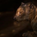 Fossa aus dem Duisburger Zoo