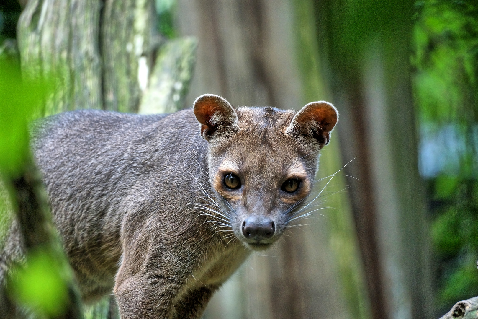 Fossa