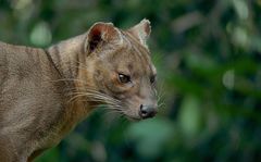 Fossa