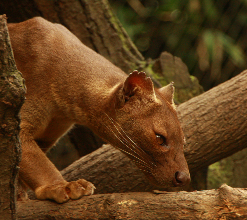 Fossa