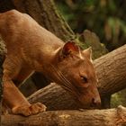 Fossa