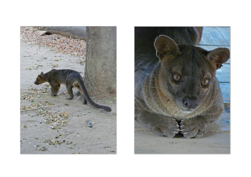 Fossa