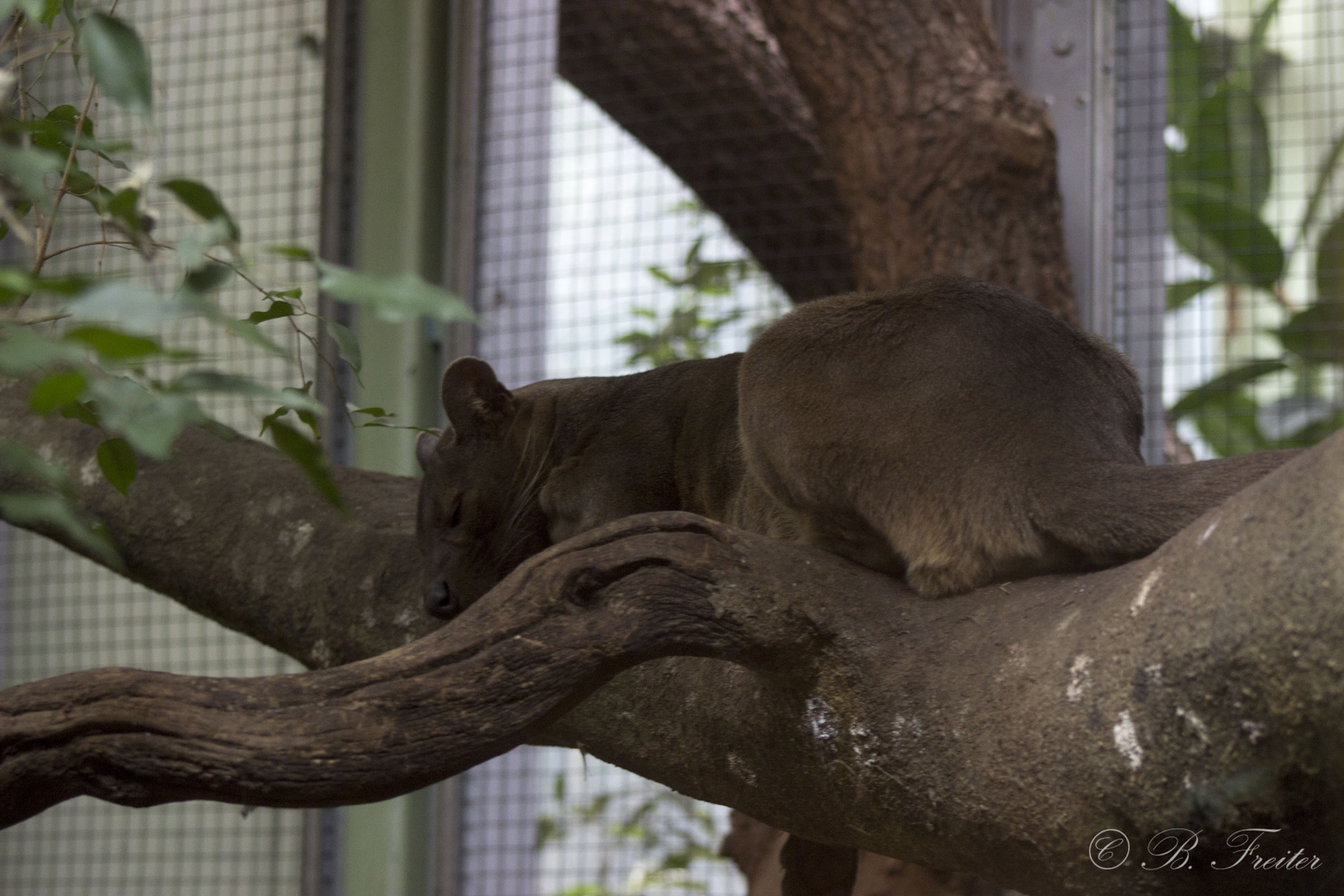 Fossa