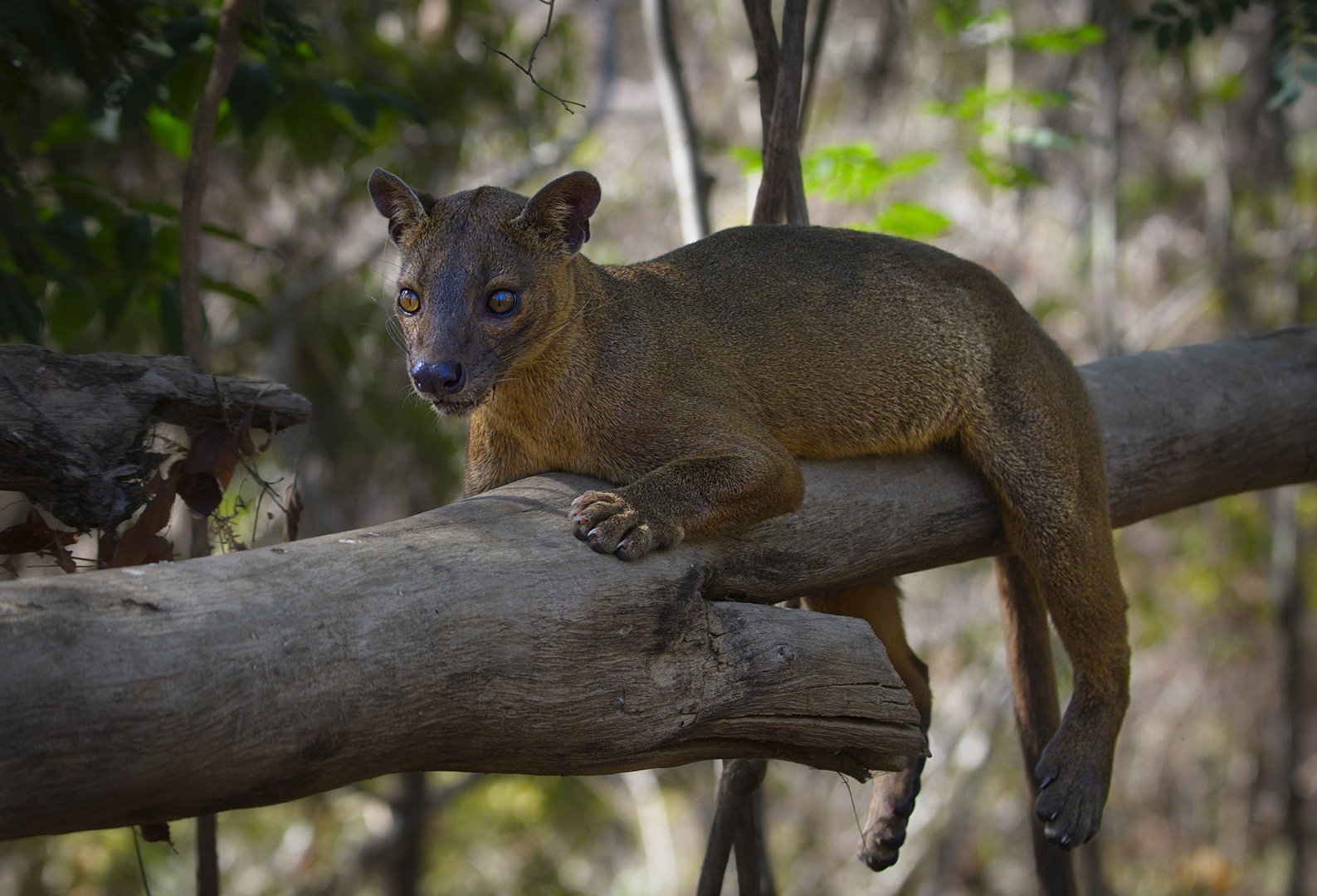 Fossa