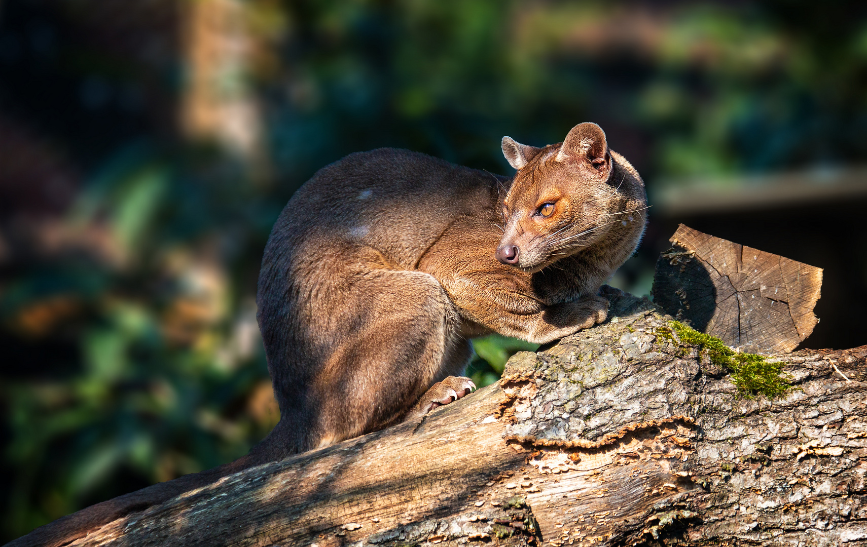 Fossa de Madagascar . 