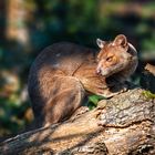 Fossa de Madagascar . 