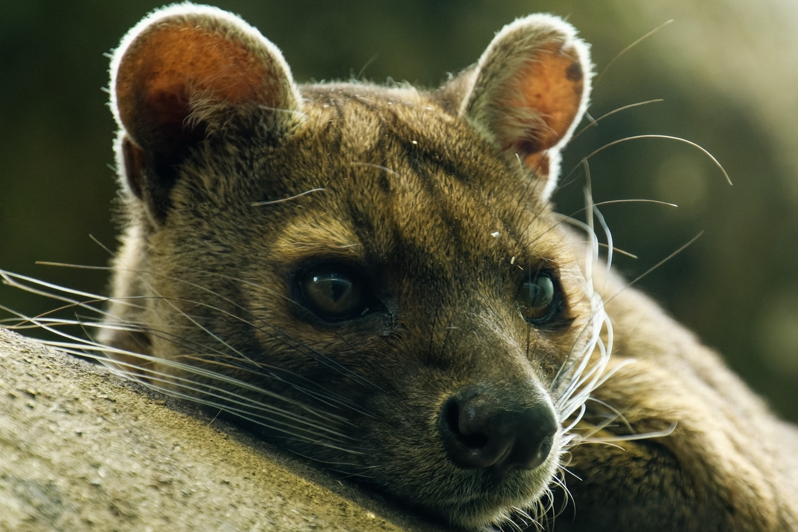 Fossa