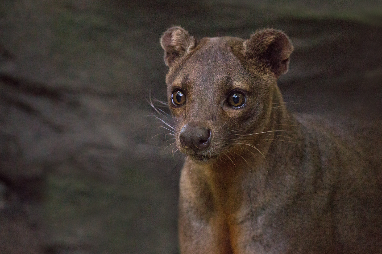 Fossa