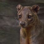 Fossa