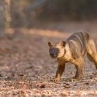 Fossa