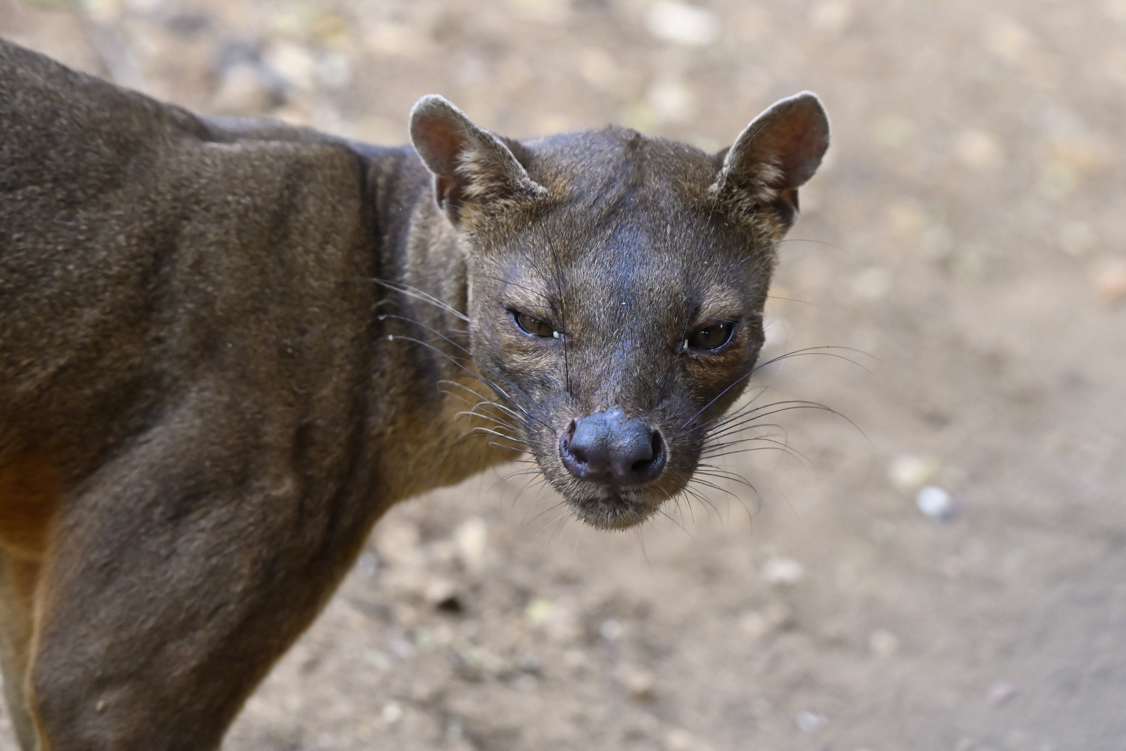 Fossa.... Foto & Bild tiere, wildlife, säugetiere Bilder auf
