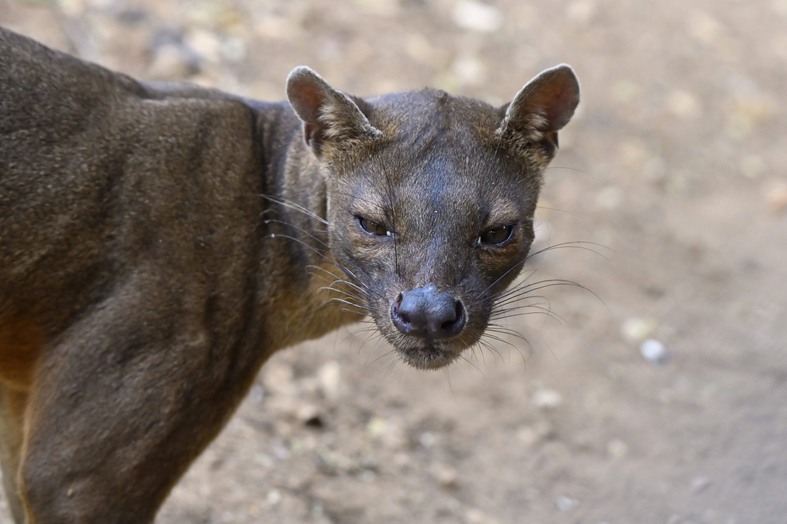 Fossa....