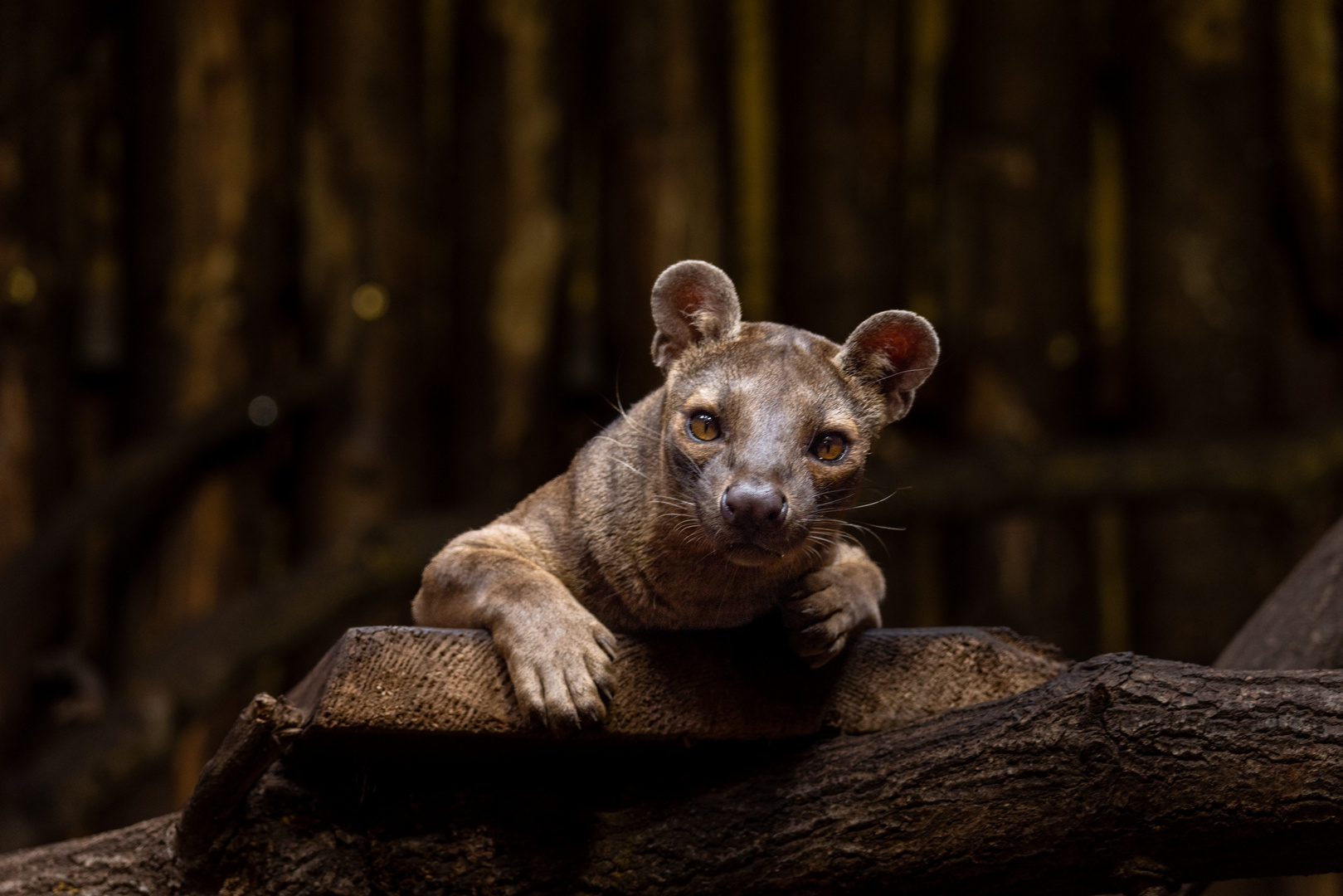 Fossa