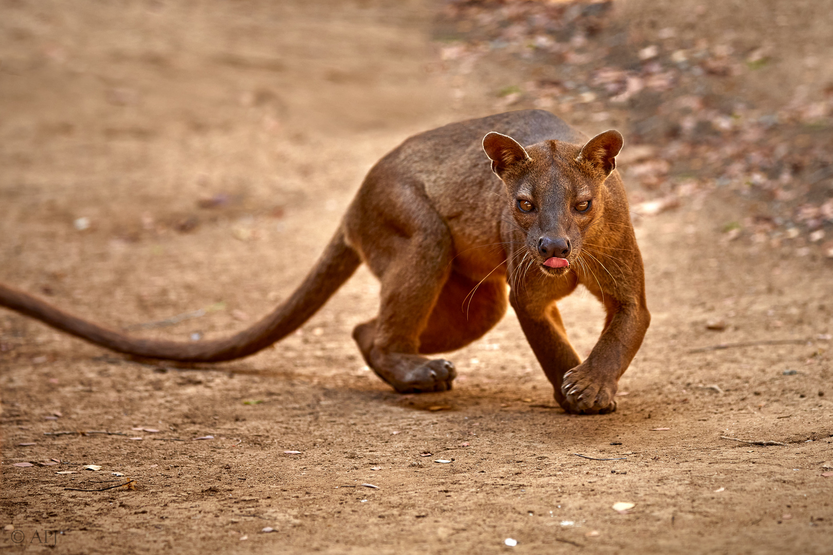 Fossa