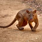 Fossa