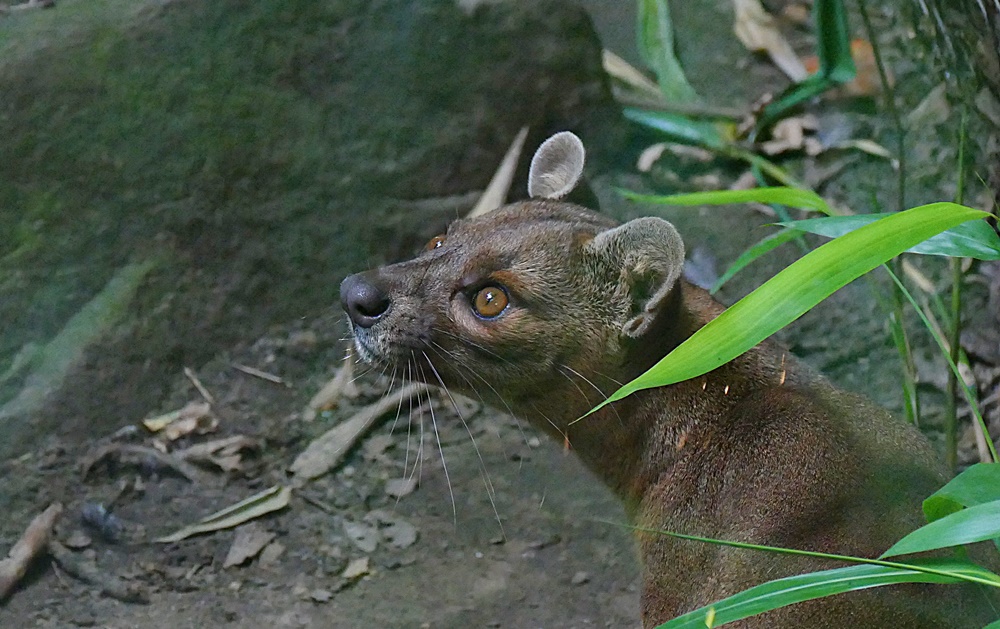 FOSSA,- endlich entdeckt!