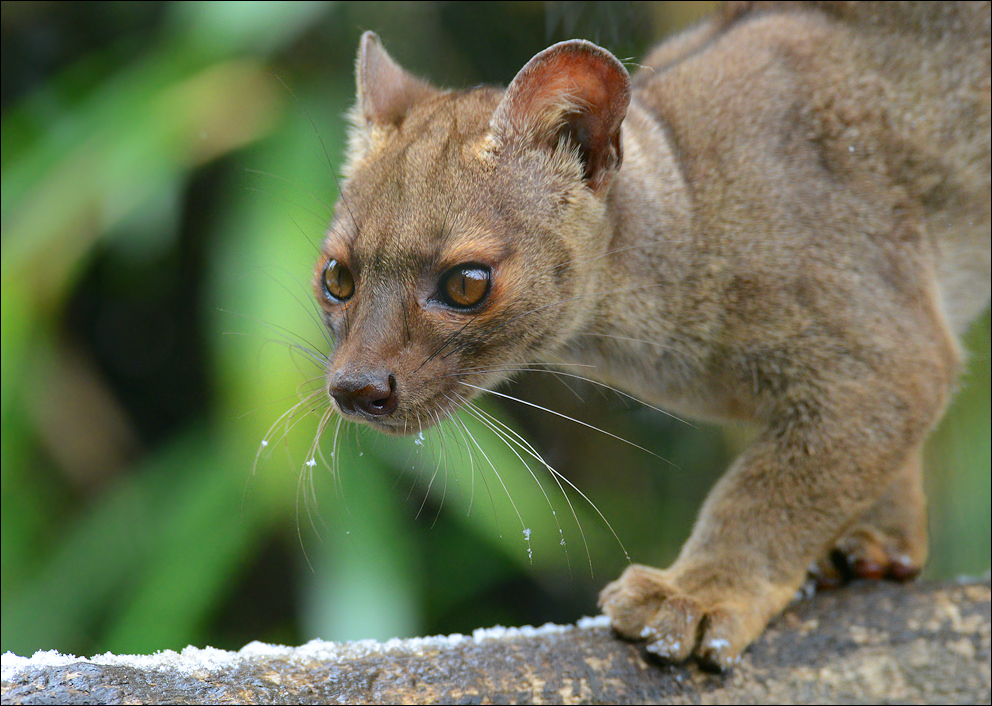 Fossa