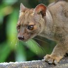 Fossa