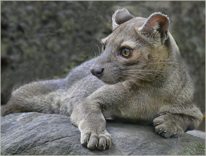 Fossa