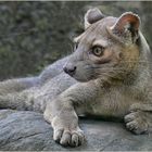 Fossa