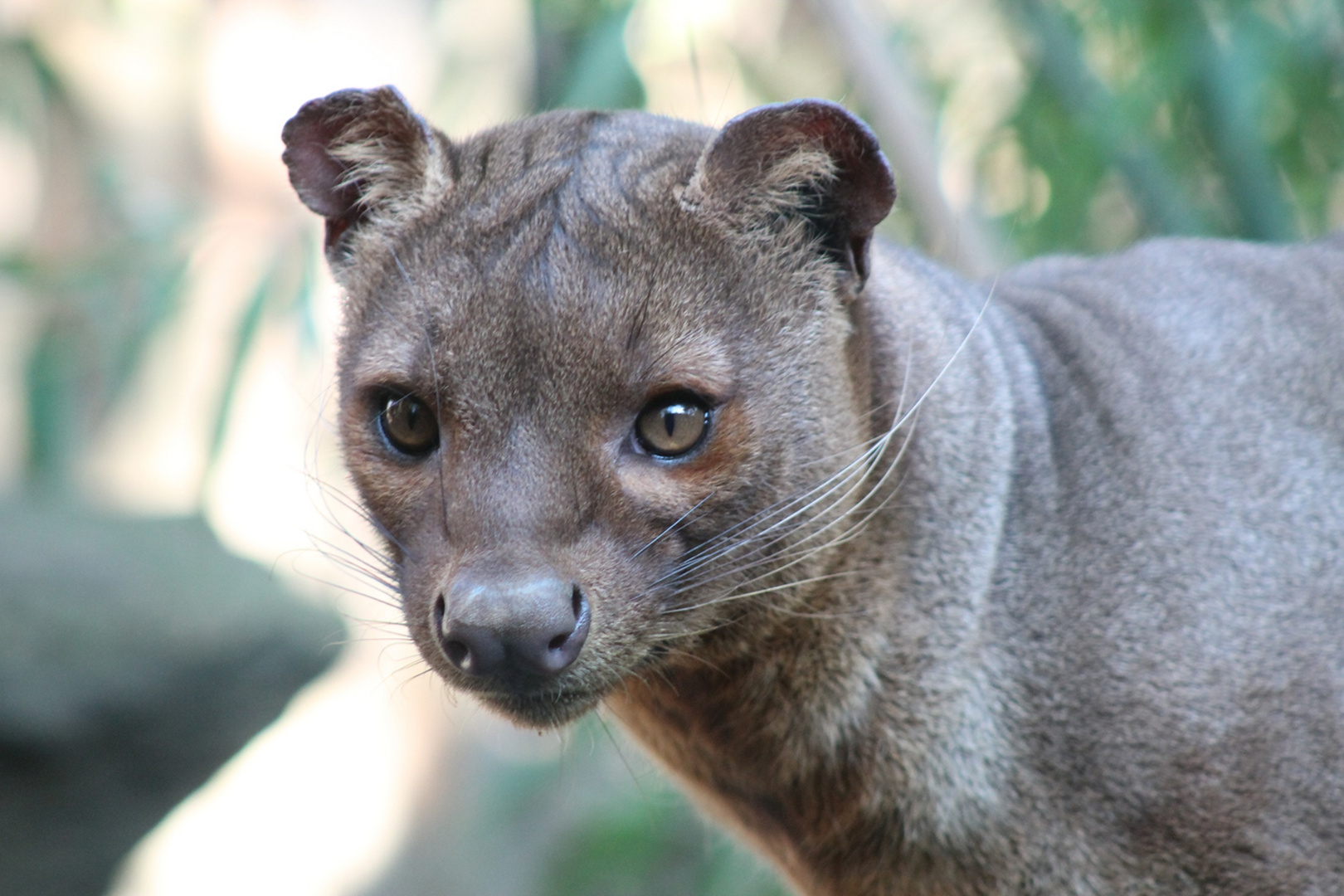 Fossa im Duisburger Zoo!