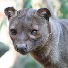 Fossa im Duisburger Zoo!