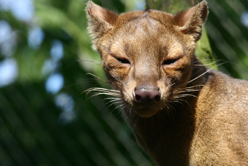 Fossa in Duisburg