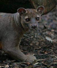 fossa madagaskar