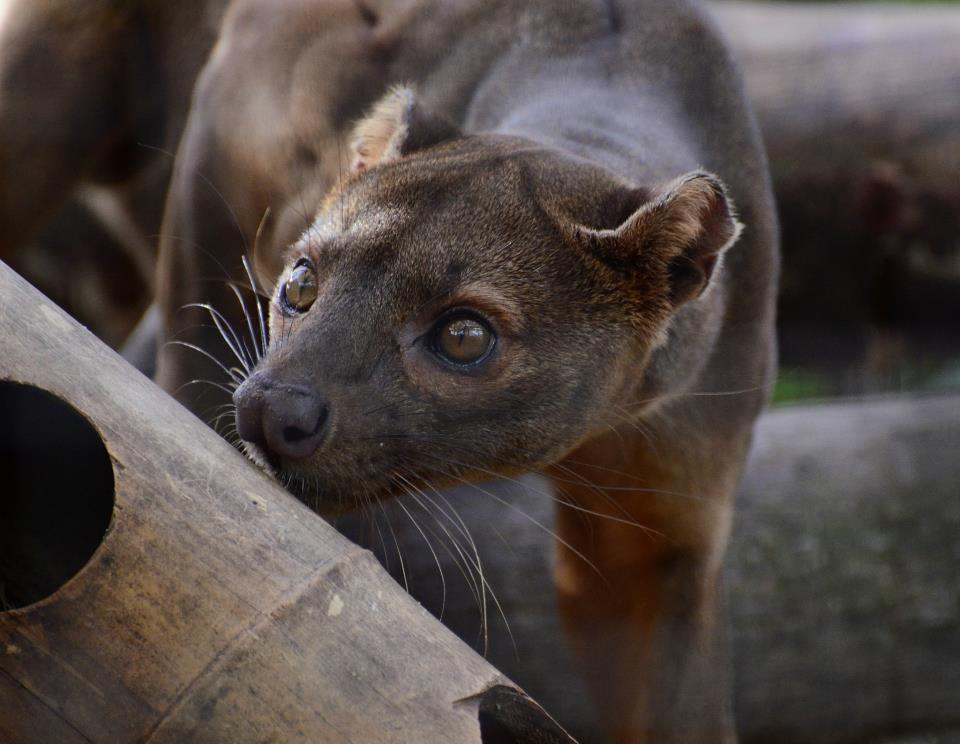 Fossa-Männchen