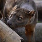 Fossa-Männchen