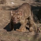 Fossa Nachwuchs