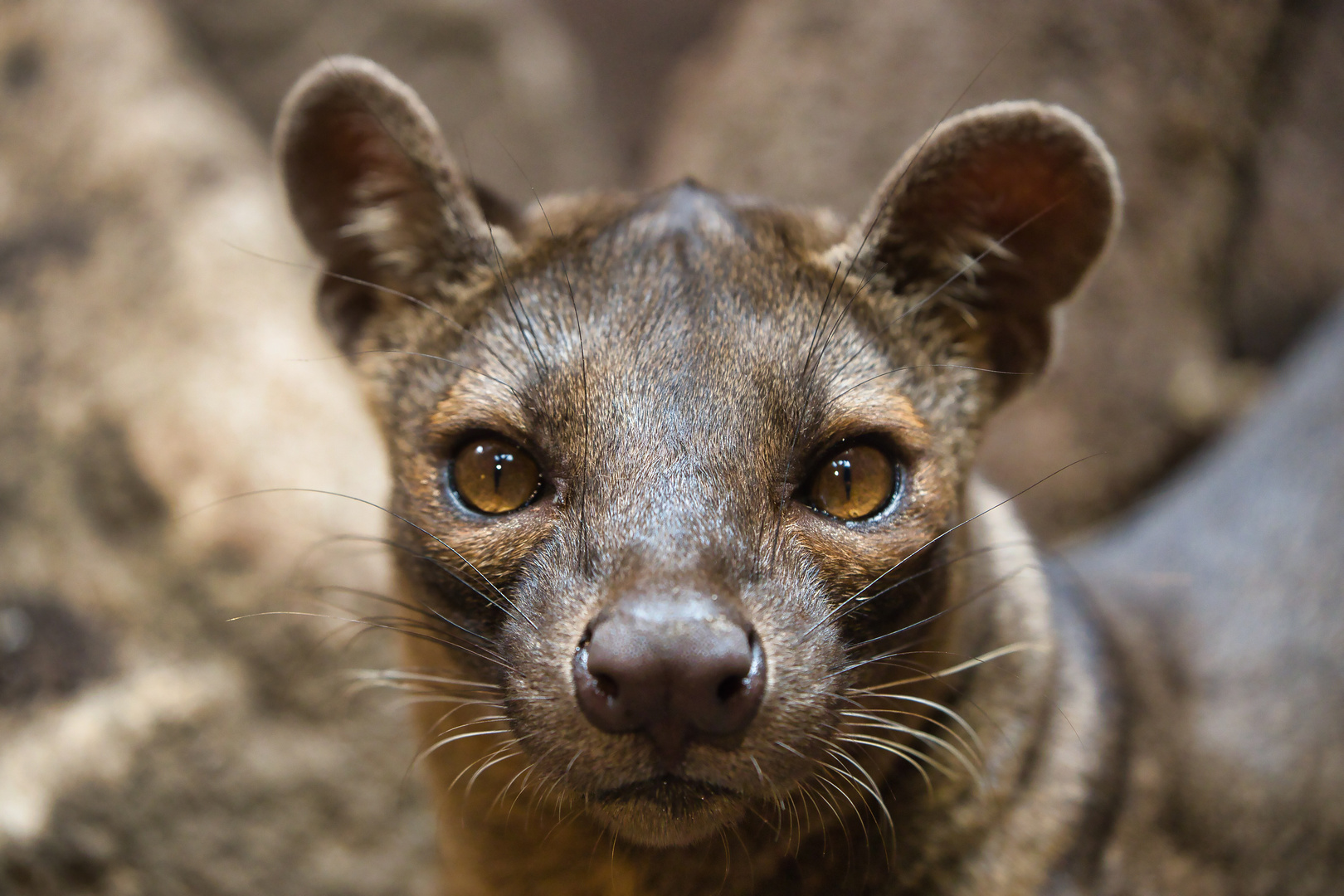 Fossa - Portrait