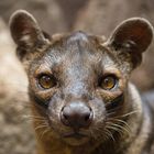 Fossa - Portrait